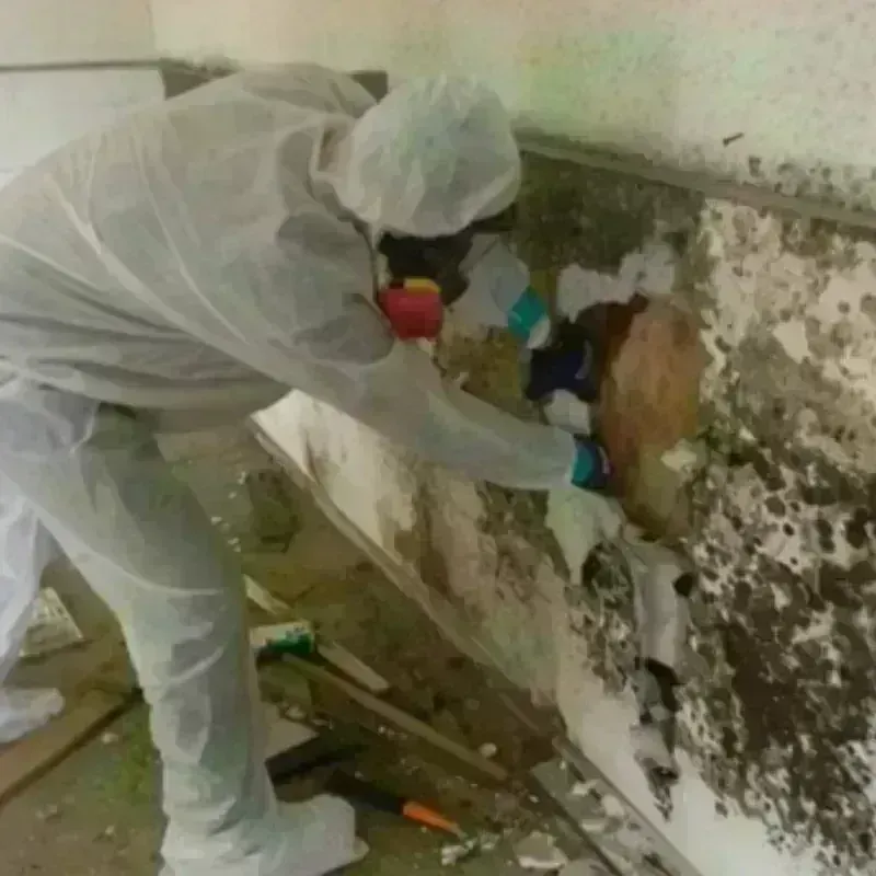 Mold Remediation and Removal in Royse City, TX